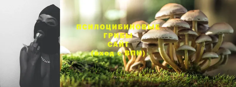 omg   Заполярный  Галлюциногенные грибы Cubensis 